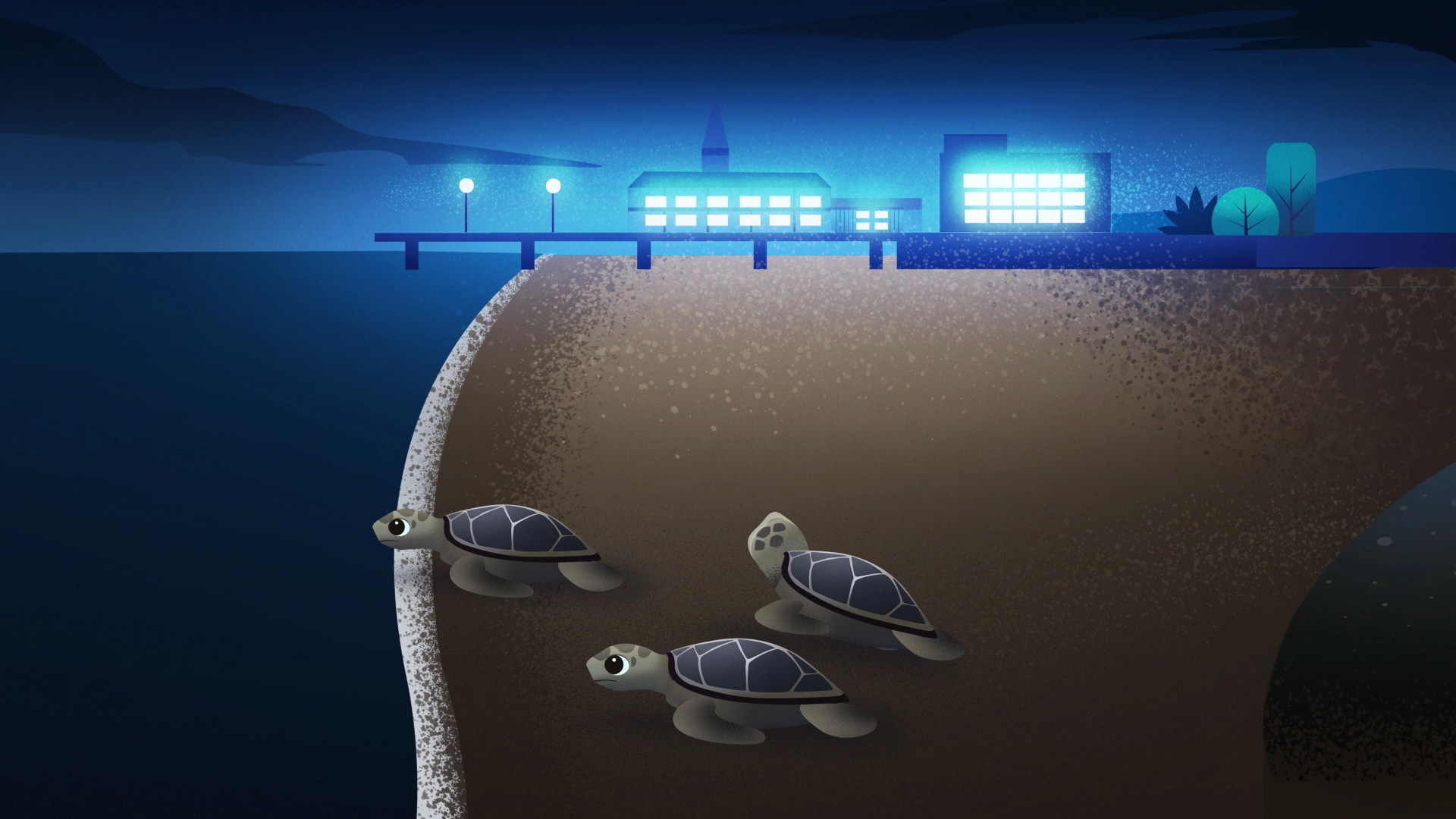 graphical representation of baby sea turtle being distracted by lights