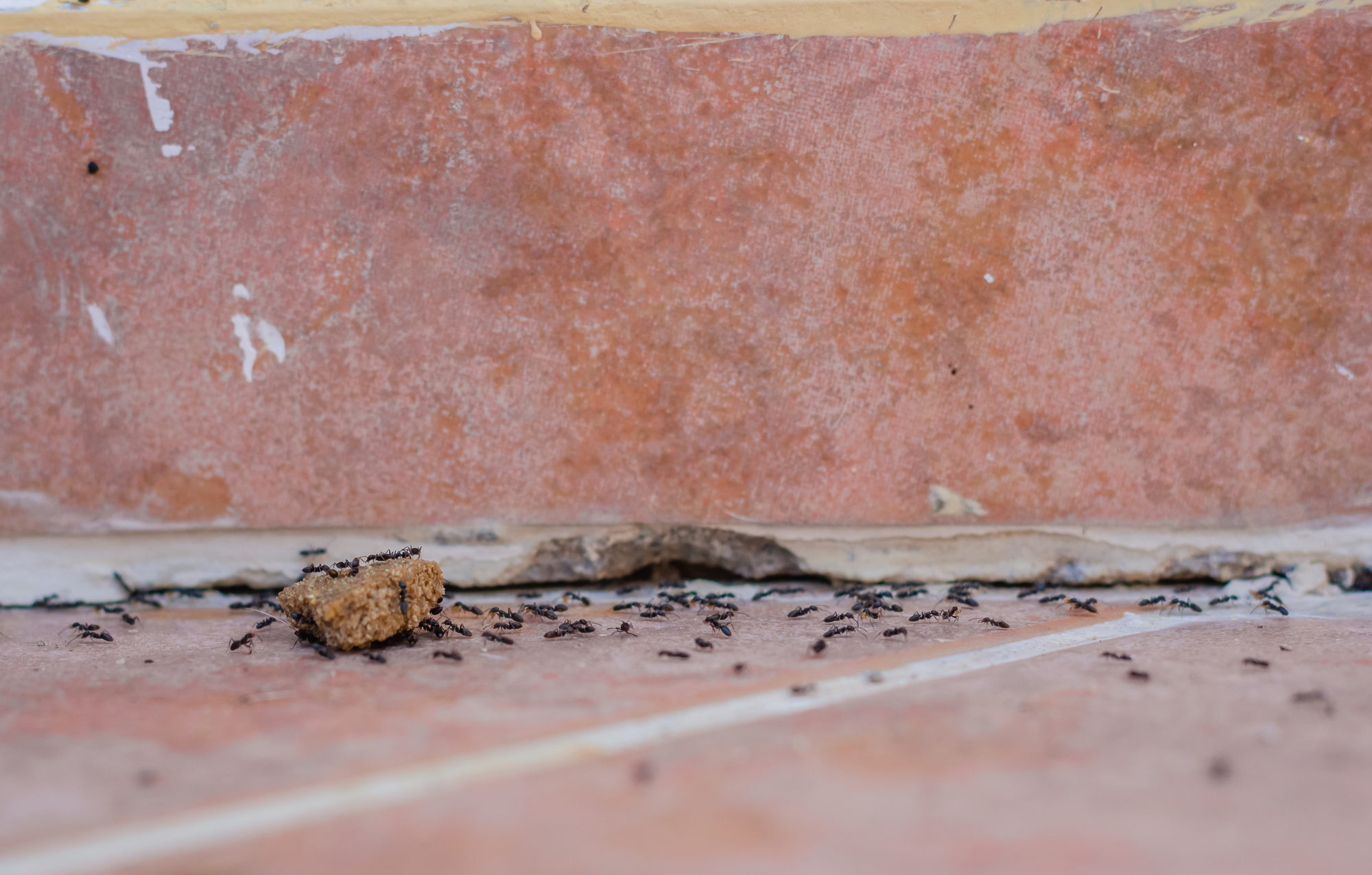 Closeup of of many ants carry a piece of food; on tline floor and into crack between floor and tile baseboard