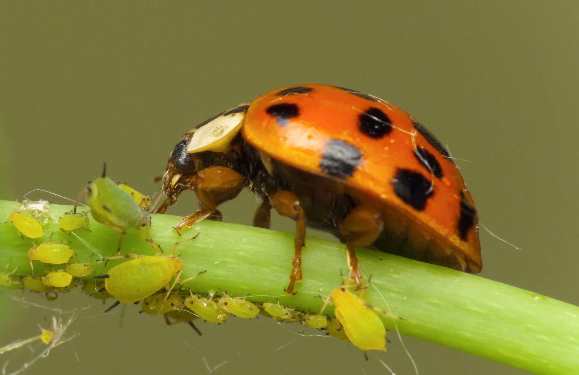adult ladybug, red with black spots, stands on a green stem eating a group of aphids