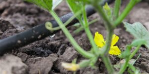 Greywater drip irrigation system on vegetable garden - closeup photo
