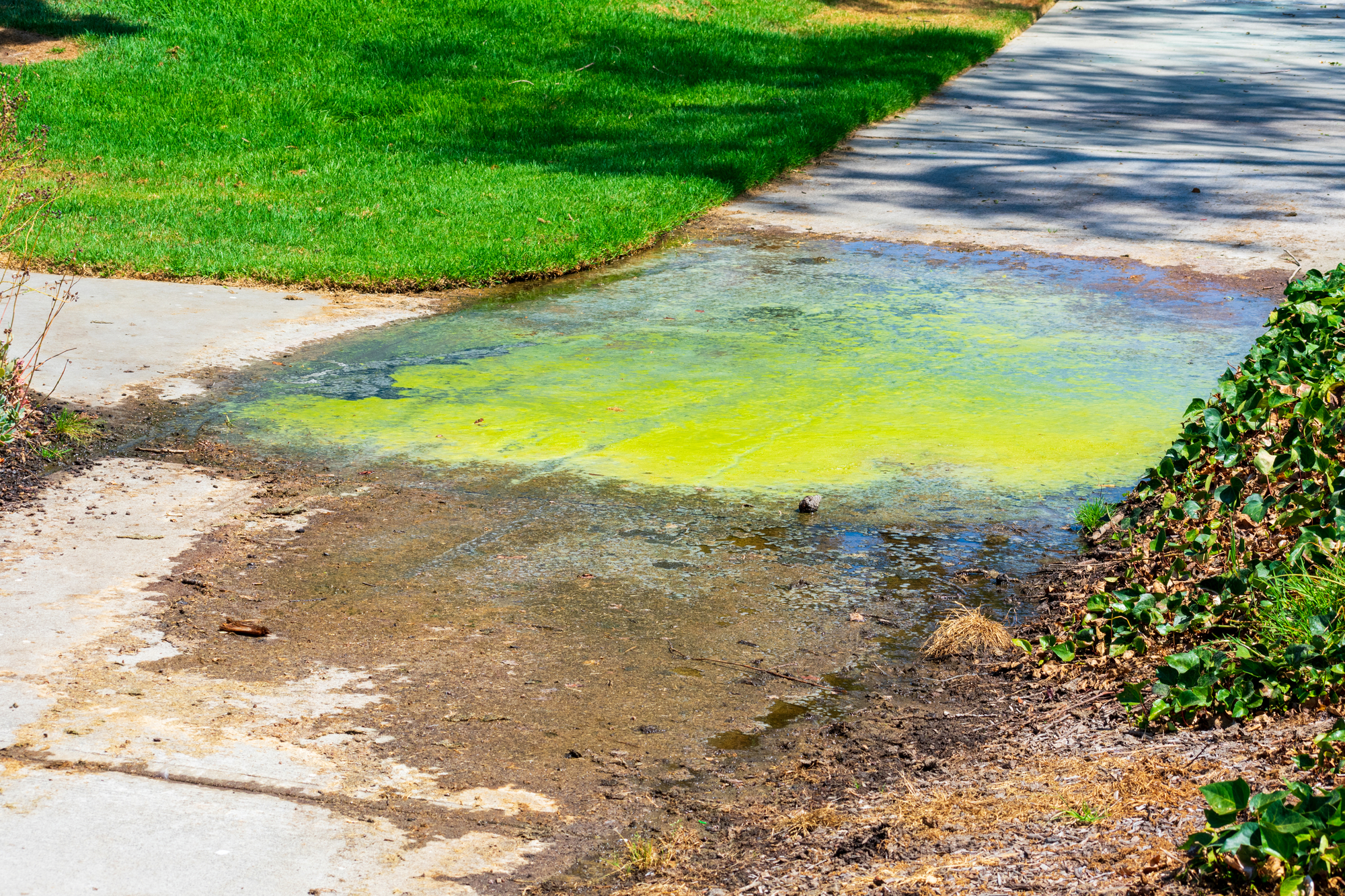 Sprinkler overspray causes constant dirty puddle of standing water on the sidewalk with growing algae.