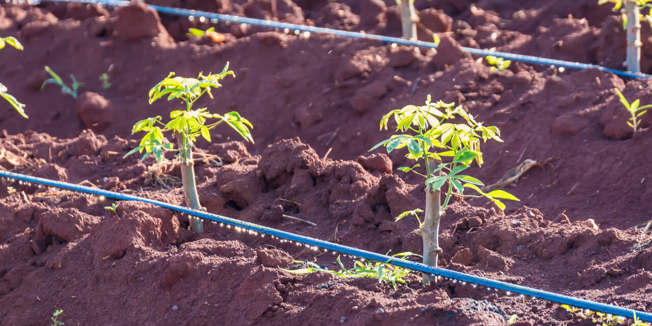 Drip Irrigation Systems: The Water-Saving Solution