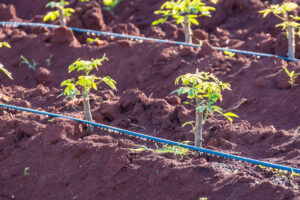 Young cassava plant in the field; bare ground being watered by drip irrigation lines