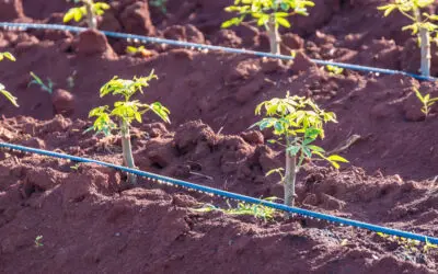 Drip Irrigation Systems: The Water-Saving Solution