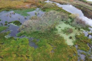 wide aerial view of Babcock Ranch wetlands with white wild birds - photo
