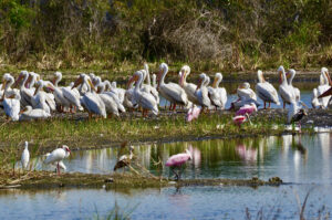 Spoonbills, ibis, and white pelicans living in Babcock Ranch wetlands - photo