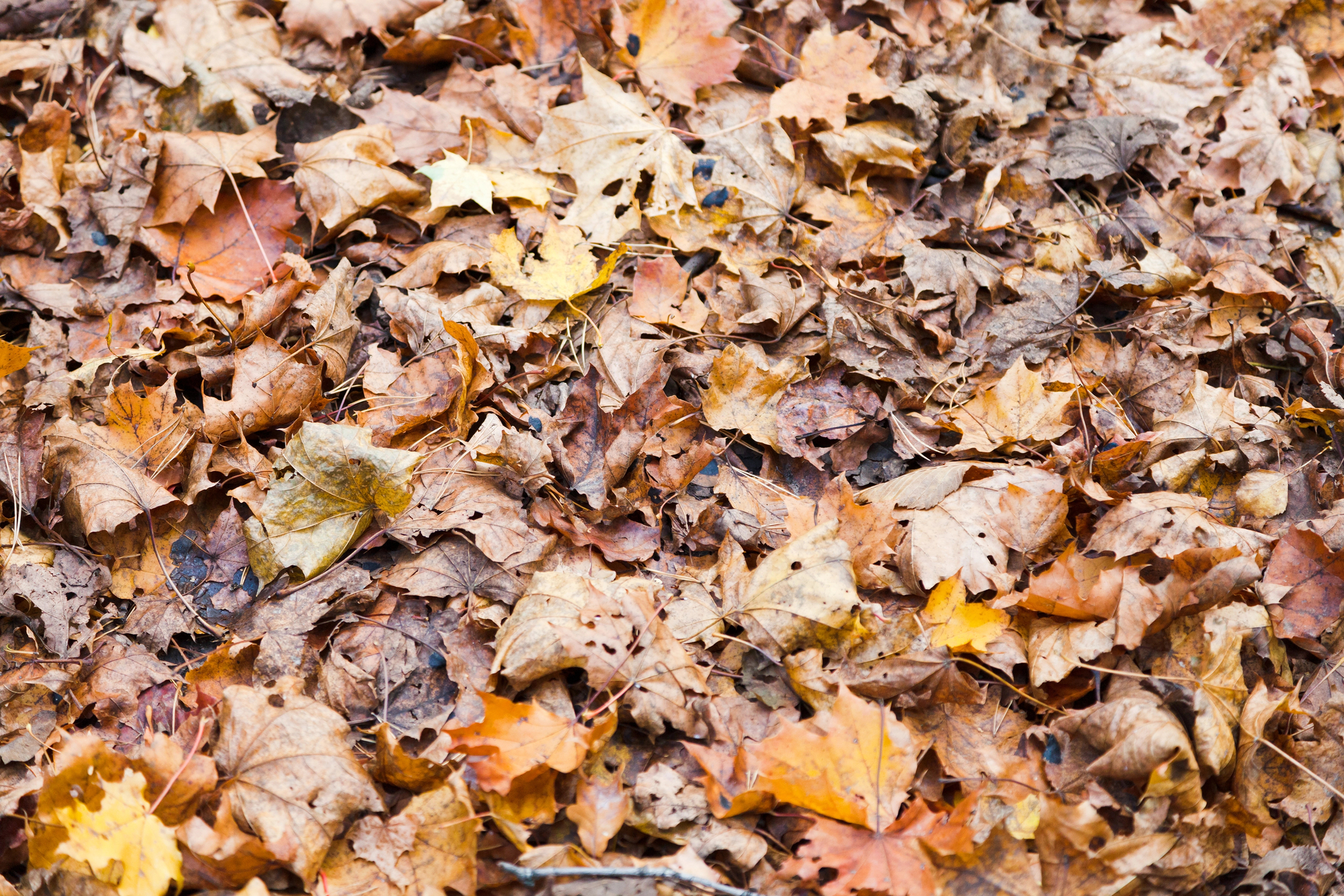 leaf litter on the ground, providing habitat for pollinators and more - photo