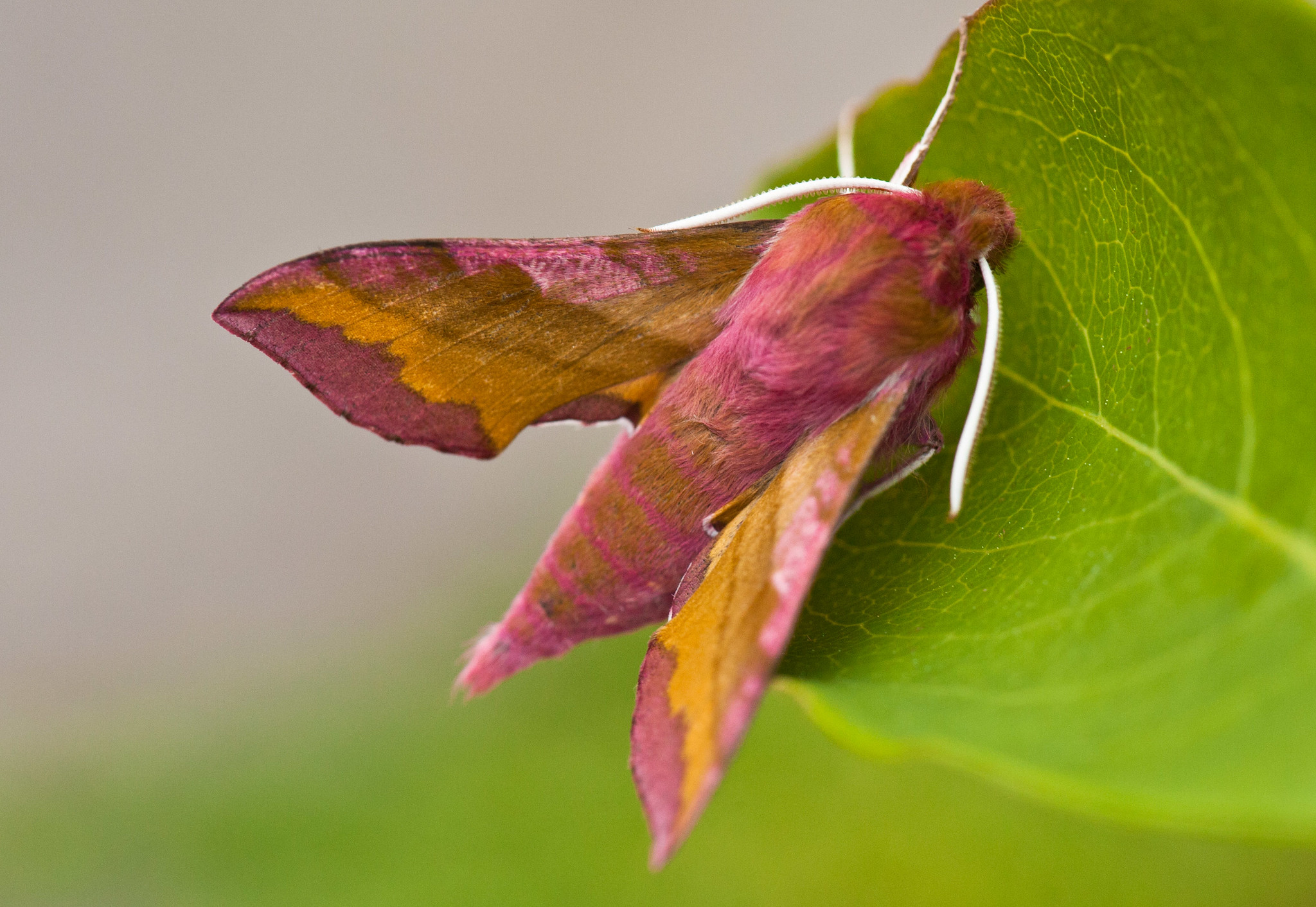 closeup of colorful elephant moth resting on green leaf in pollinator garden - photo