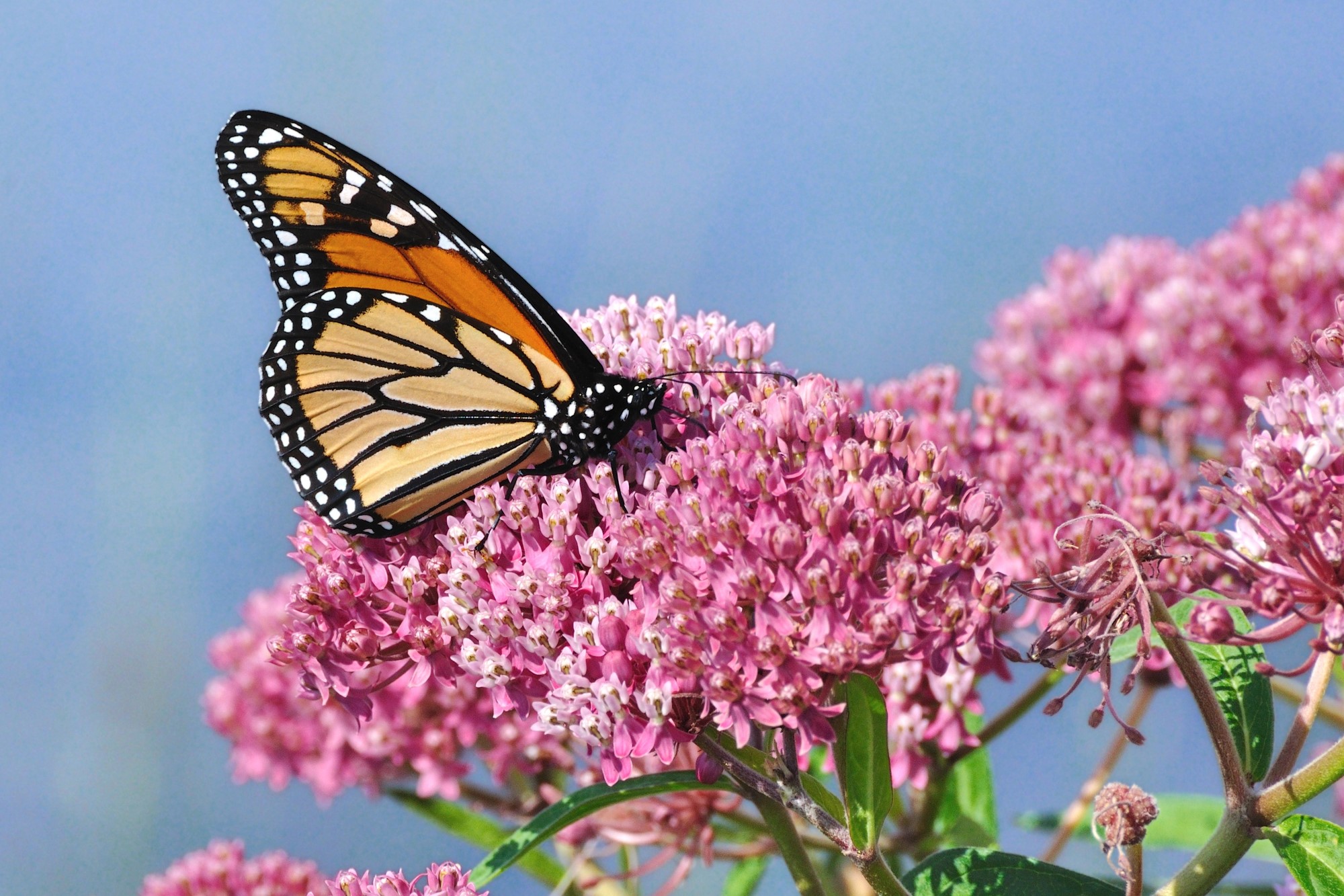 closeup of monarch butterfly feeding on milkweed flowers - photo