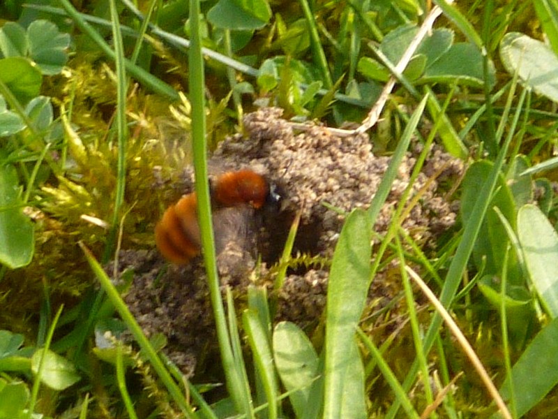 Closeup of tawny mining bee entering nest in the ground surrounded by grass - photo