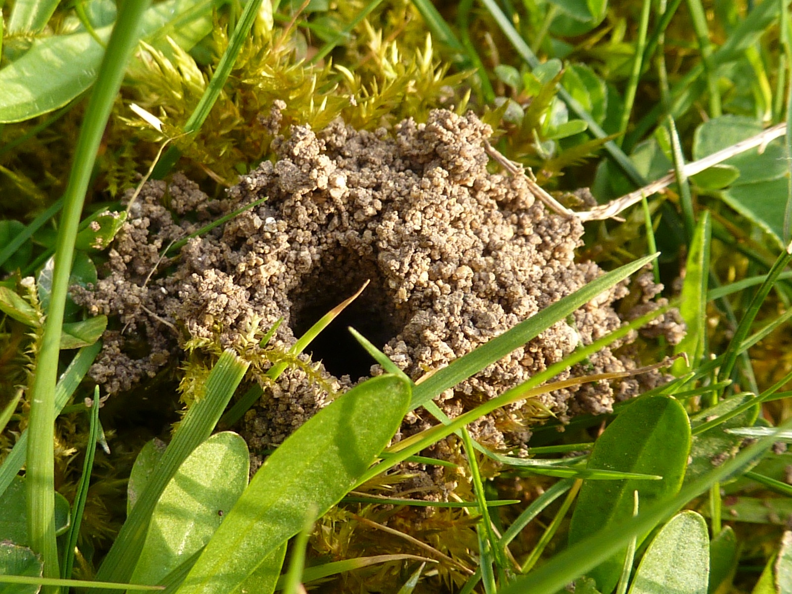 closeup of bee's next in the ground surrounded by grass - photo
